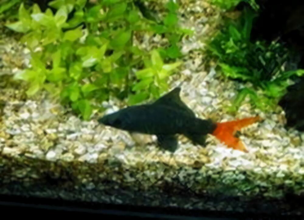 红尾黑鲨身份信息