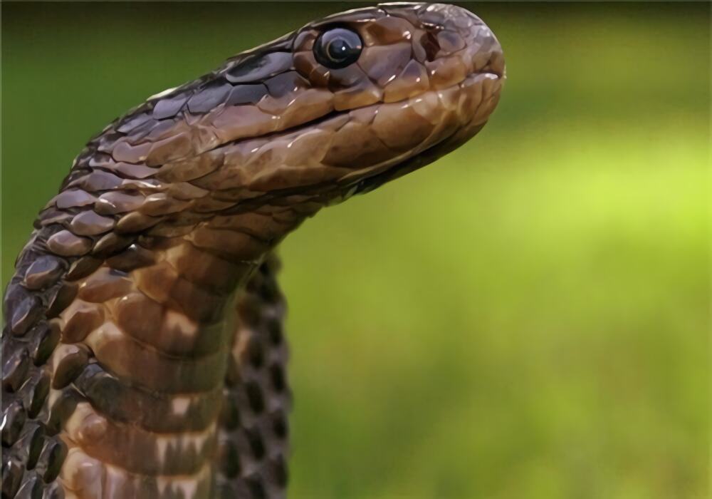 森林眼镜蛇身份信息