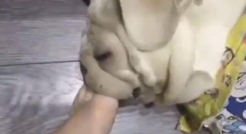 狗狗睡觉打呼噜,主人感觉很吵,立即把脚伸进去塞住!