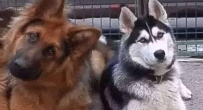 一切狗和哈士奇在一起,都是被传染,就连军犬德牧都不列外