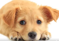中亚咬死土狗 | 大北街一猛犬咬死宠物犬 主人痛哭