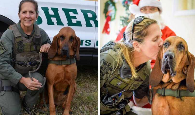心痛!从事追踪失踪儿童和痴呆患者的猎犬被癌症夺去生命