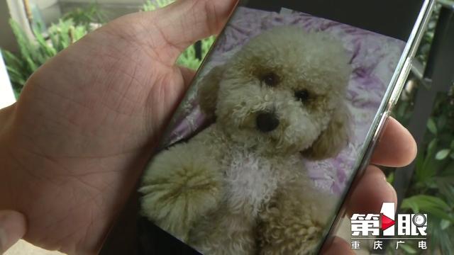 某小区宠物狗接连死亡 警方介入调查