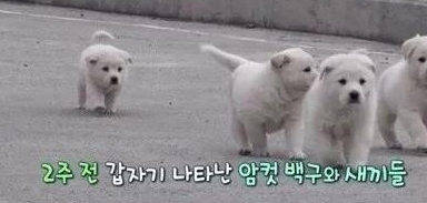 流浪母狗带着一窝小狗上门强占自家狗窝,最终发现是这么回事!