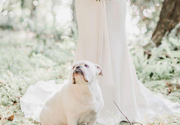 主人带爱犬见证婚礼,可这只“愚蠢的”狗狗