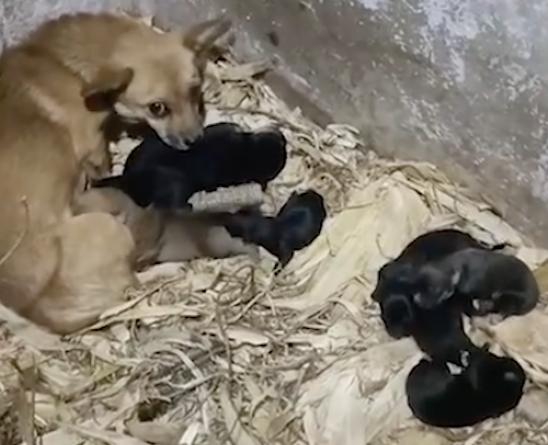 一堆刚出生小狗被扔垃圾桶，男子带回家给它们找奶妈，全都活下来