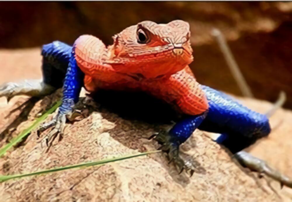 彩虹飞蜥身份信息