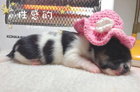 流浪小奶狗差点儿被当做垃圾丢掉,女生抱住后,路人:小家伙享福了