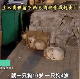 一只狗守护墓地11年,最后死在了主人的墓碑上…