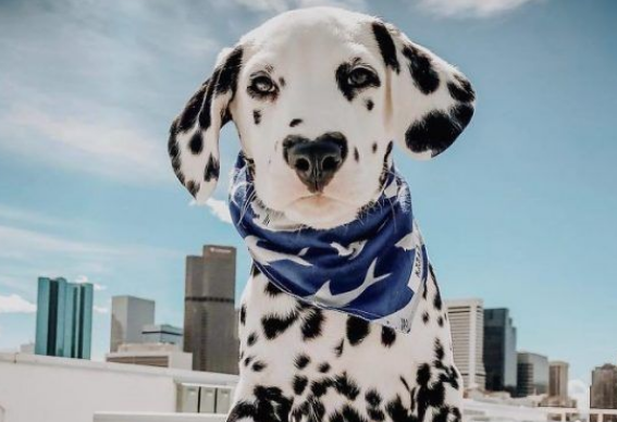 麦町犬的爱心鼻成独特标记 网友高呼太可爱了
