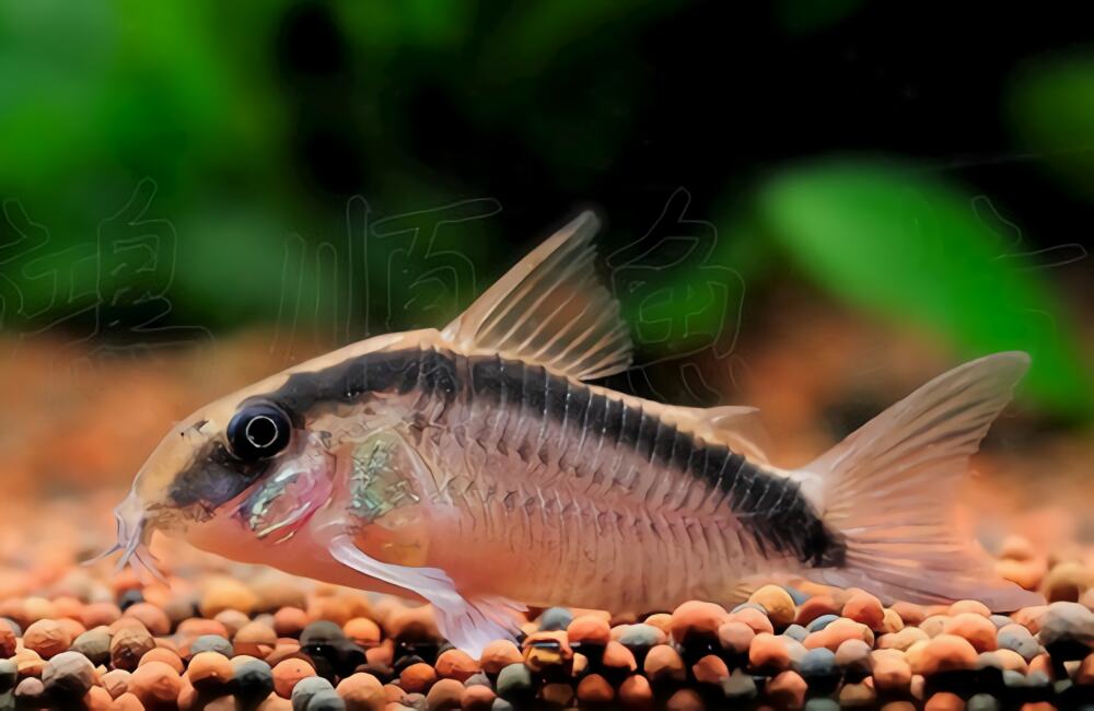 印第安鼠身份信息