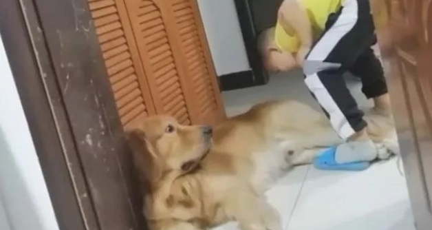 妈妈说家中的狗放臭屁了,孩子听了以后,居然……