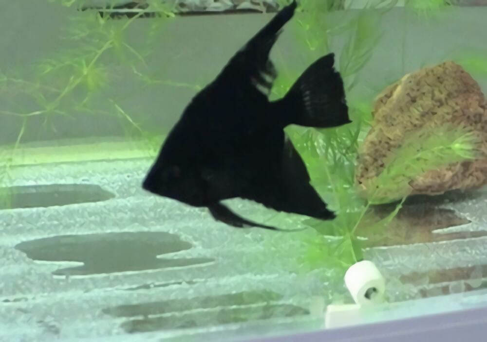 黑神仙鱼身份信息