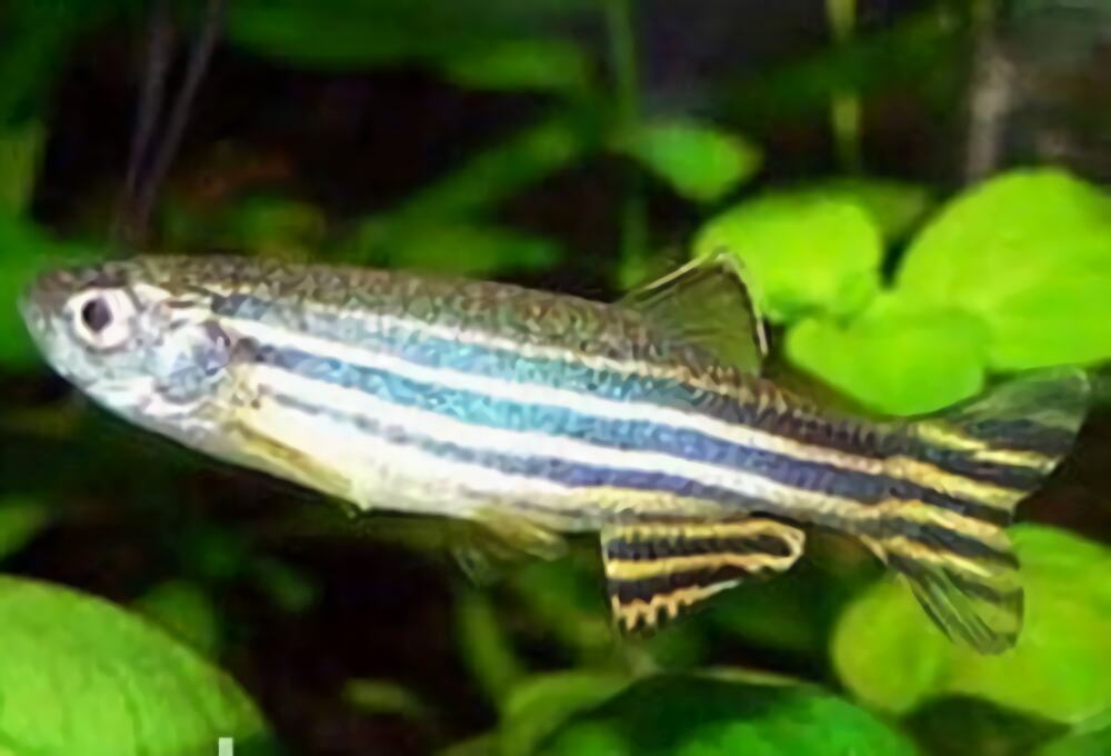 斑马鱼身份信息