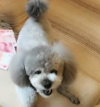 主人给了泰迪一叠钱,狗狗把钱据为己有