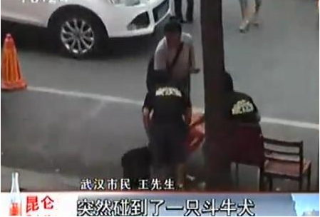 宠物斗牛犬当街紧咬小猴不放 主人因此大打出手