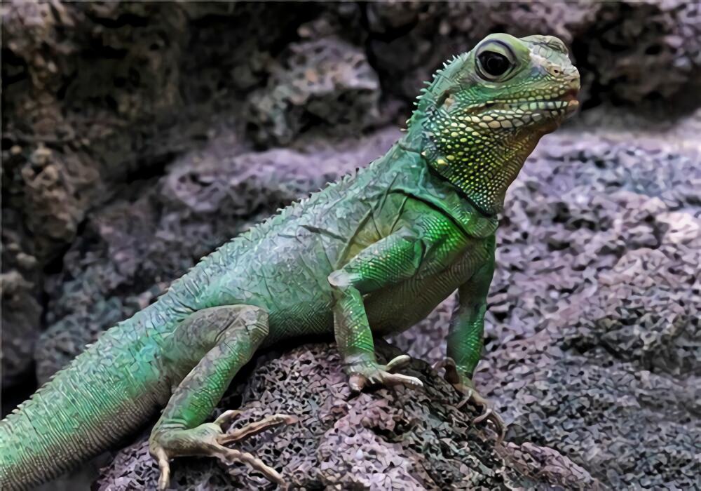 中国水龙身份信息