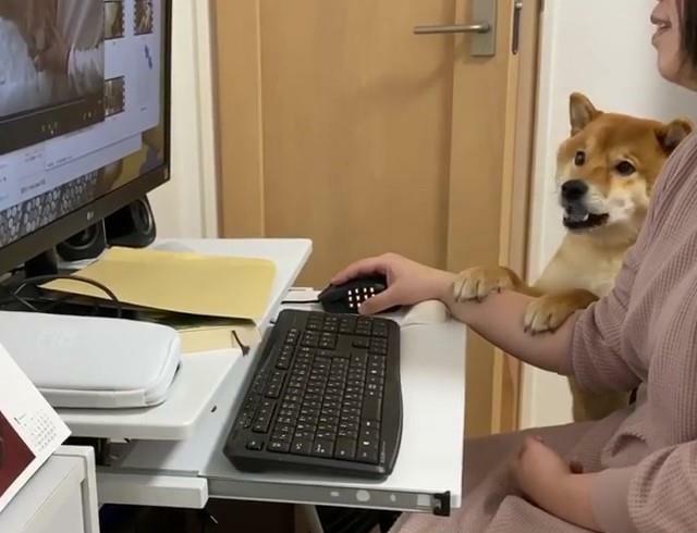 “你怎么可以看别的狗!”柴犬见主人在网上偷看别的狗,狂吃醋