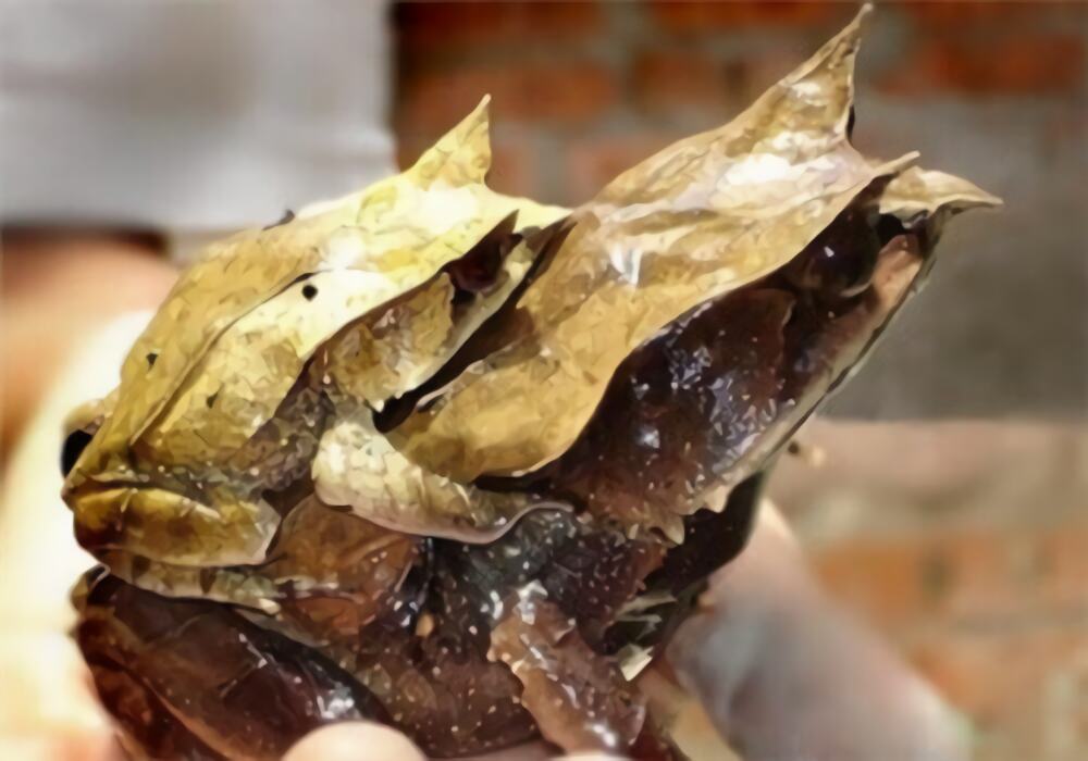 三角枯叶蛙身份信息