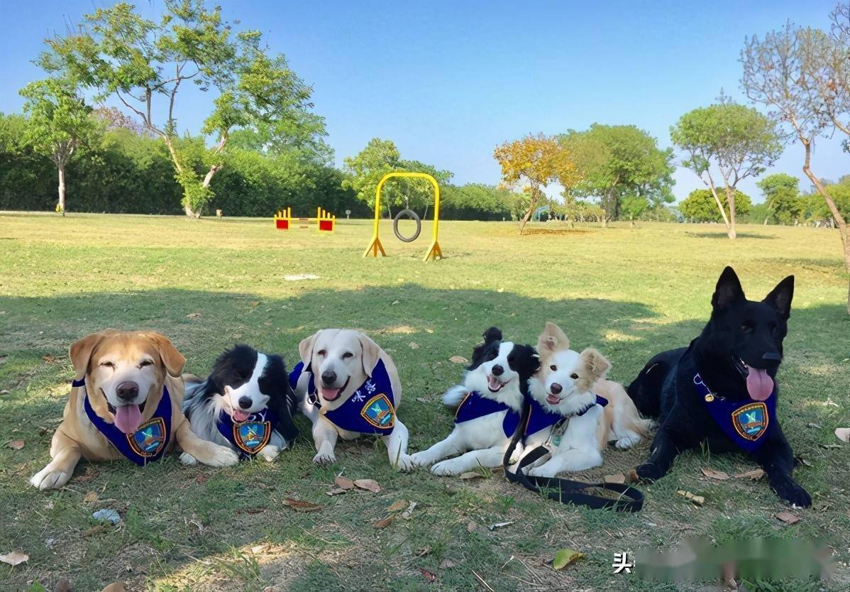 搜救犬突患大病,需捐血和手术费,消息发出后竟一天就凑够