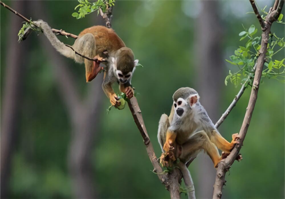 松鼠猴身份信息