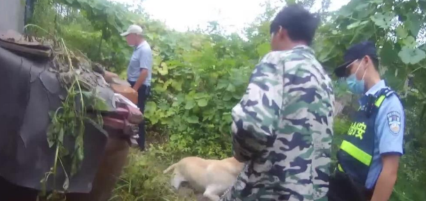 老汉拾到拉布拉多犬不还惹纠纷,狗儿却直扑主人怀中
