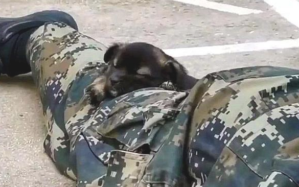 小奶狗趁酷帅士兵不留意,竟悄悄跑来亲脸蛋儿,还趴到其腿上打瞌睡