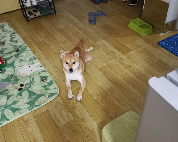 柴犬醒来发觉主人家家里,它非要闹着出来,結果把它“打包”了