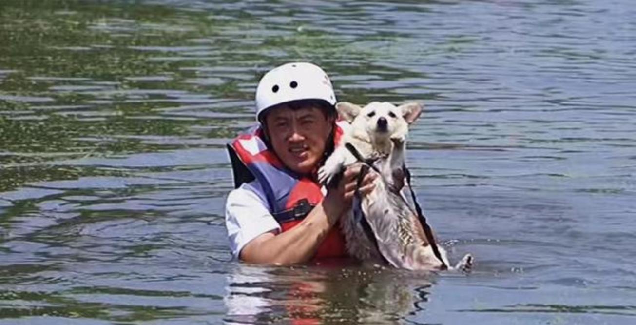 狗命也是命!河南新乡救援力量只顾救人,引发爱犬组织强烈不满