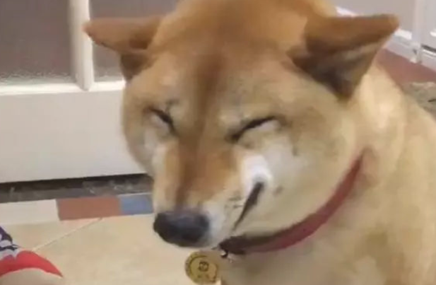 柴犬犯错误被主人家责怪,居然还外露微笑!