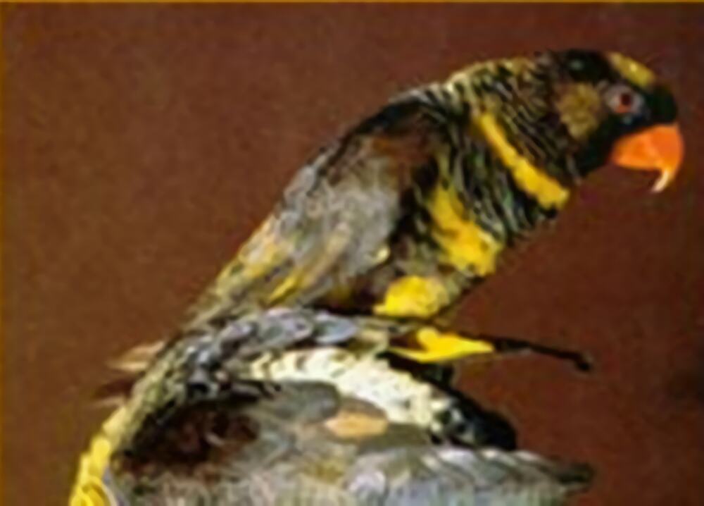 暗色吸蜜鹦鹉身份信息