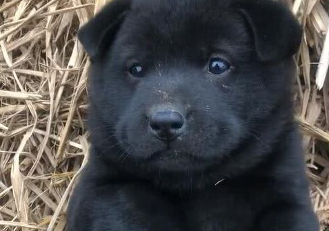 花一块钱买了只田园犬,看到狗狗的颜色,众人狂呼这回你血赚!