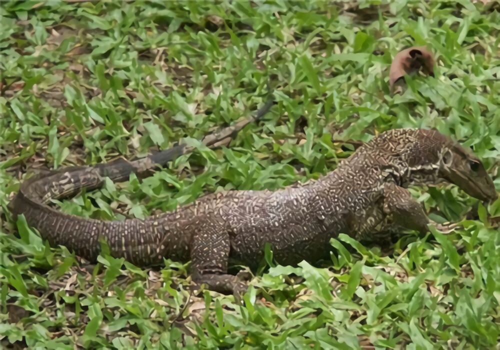 黄巨蜥身份信息