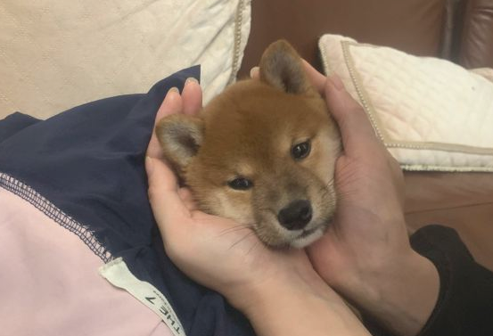 柴犬对主人的态度非常好,当网友脱掉鞋的那一瞬间,它离开