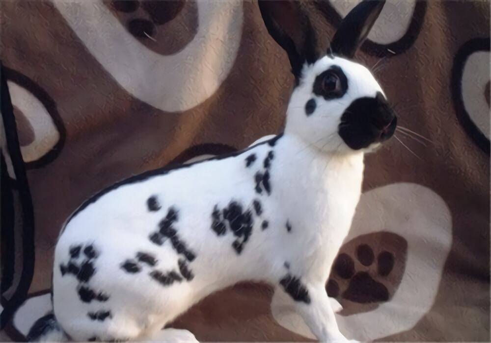 大麦丁兔身份信息