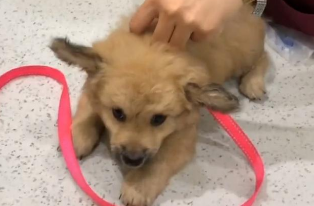 虚张声势的超凶流浪狗,被救后秒变怂,颜值不输品种犬!