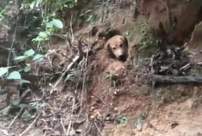 狗狗自己刨洞消夏避暑主人一天都没找到网民:五百年了,西天取经人还没有到吗