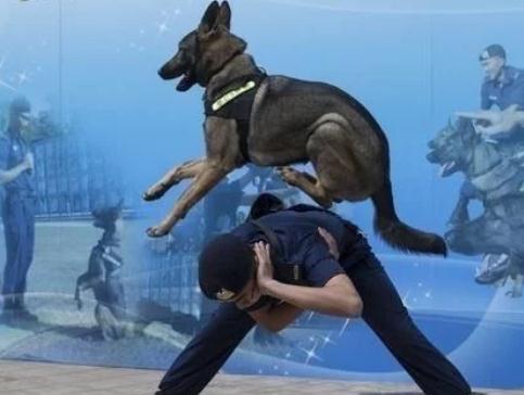 中国正在征用的5种军警犬,每一只都是保家卫国的能手!