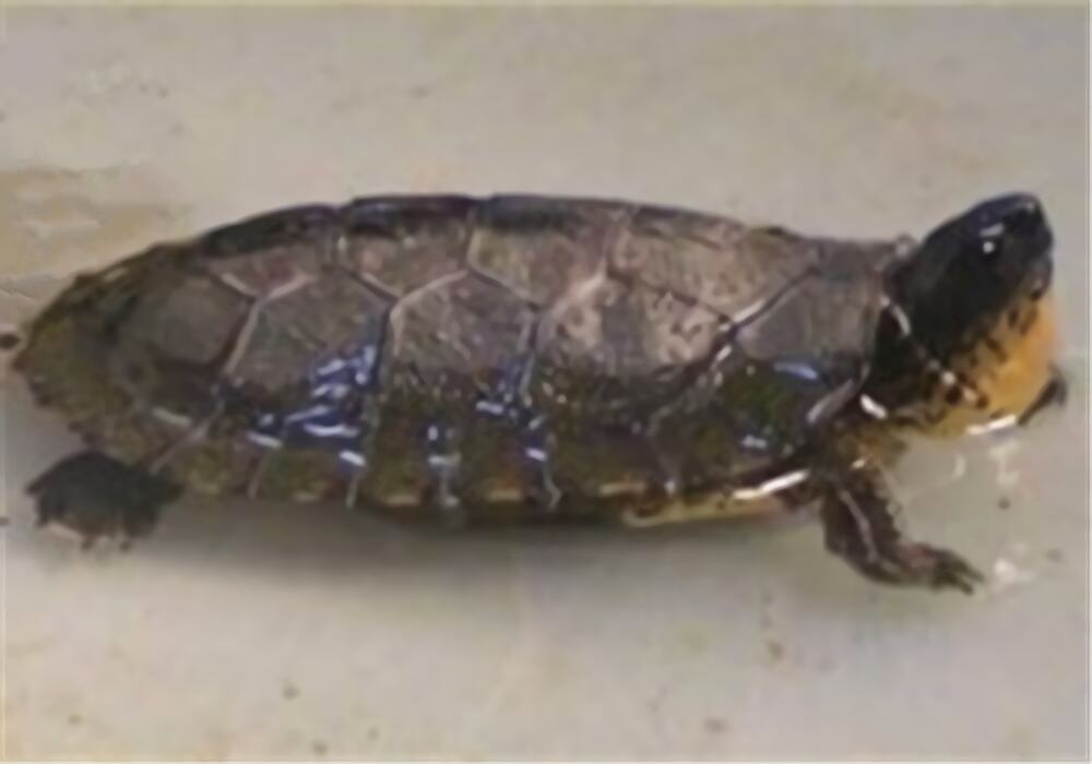 黑木纹龟身份信息