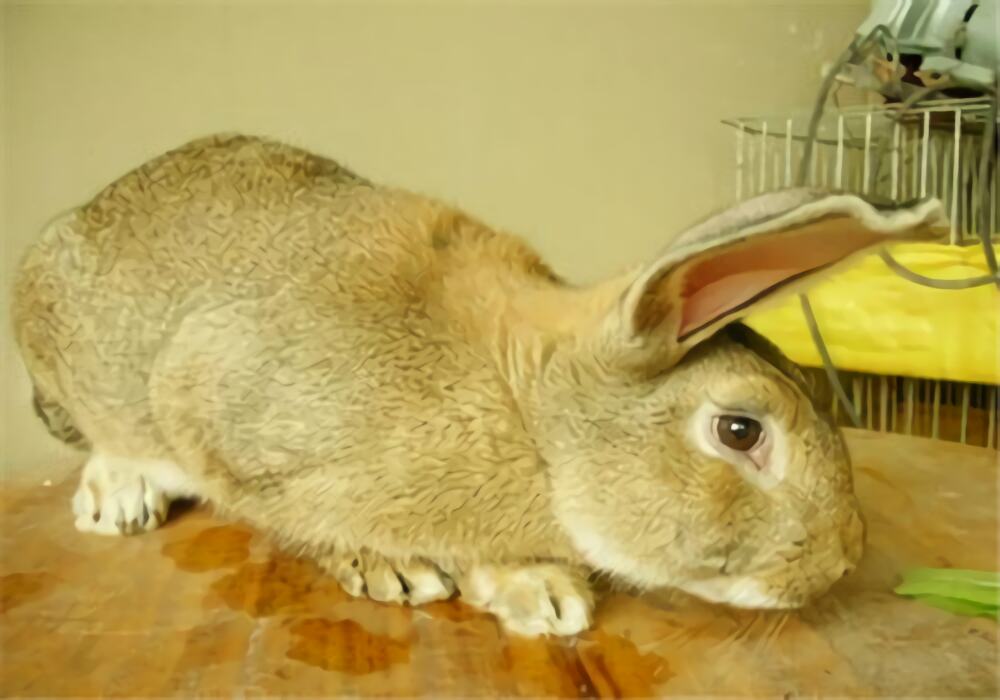 塞北兔身份信息