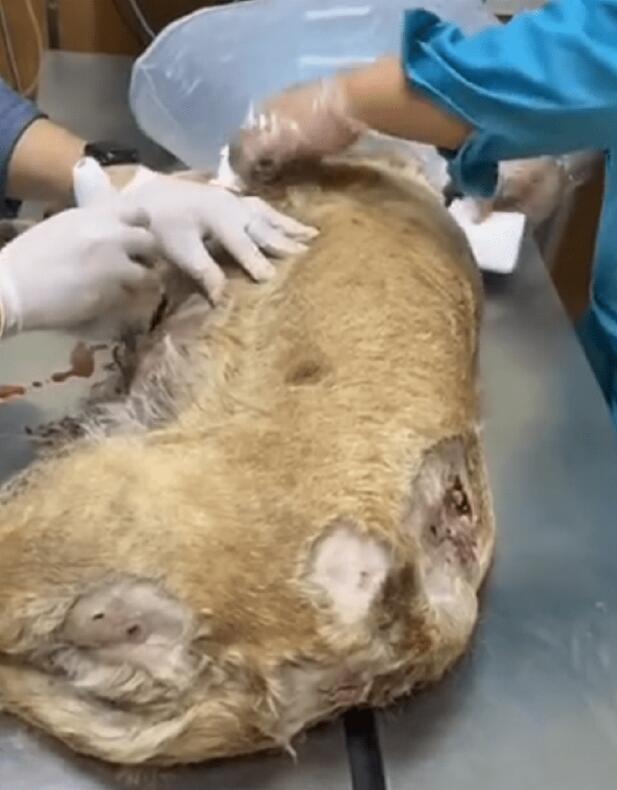 被其它狗狗咬伤濒死的拉布拉多,狗主却不让救!