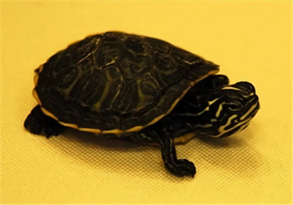 甜甜圈龟身份信息