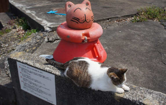 “奇葩”岛屿禁止任何狗上岛，却是猫咪的天堂