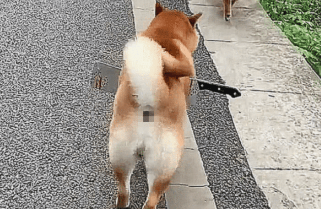 柴犬身上插着把刀流着血,路人想去救助,蹲下瞧了一眼却默默走了