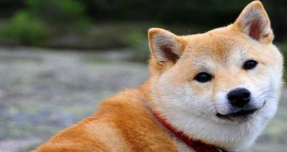 朋友上班把空调关了,晚上回来看见柴犬的表情,他懵了