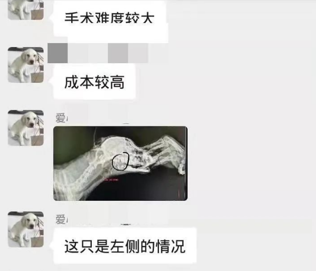 误入学校的小比熊犬,被保安刺穿了喉咙