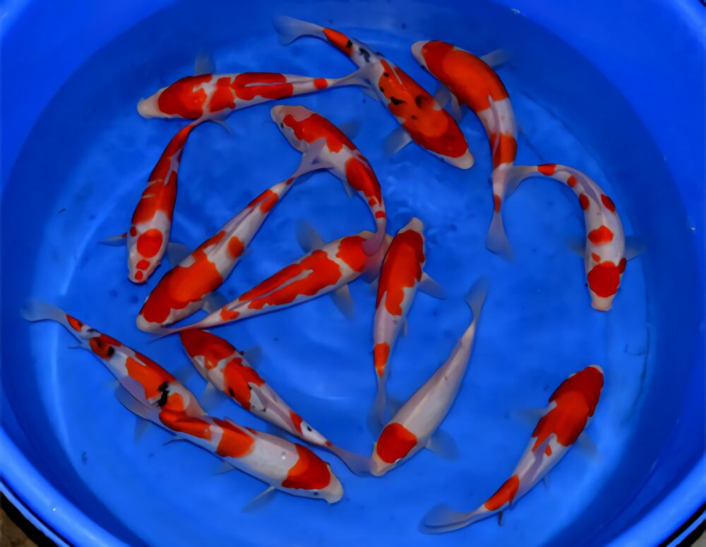 红白锦鲤身份信息