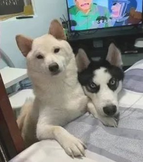 柴犬对二哈作出这一姿势突显影响力：一看就知道谁是大哥
