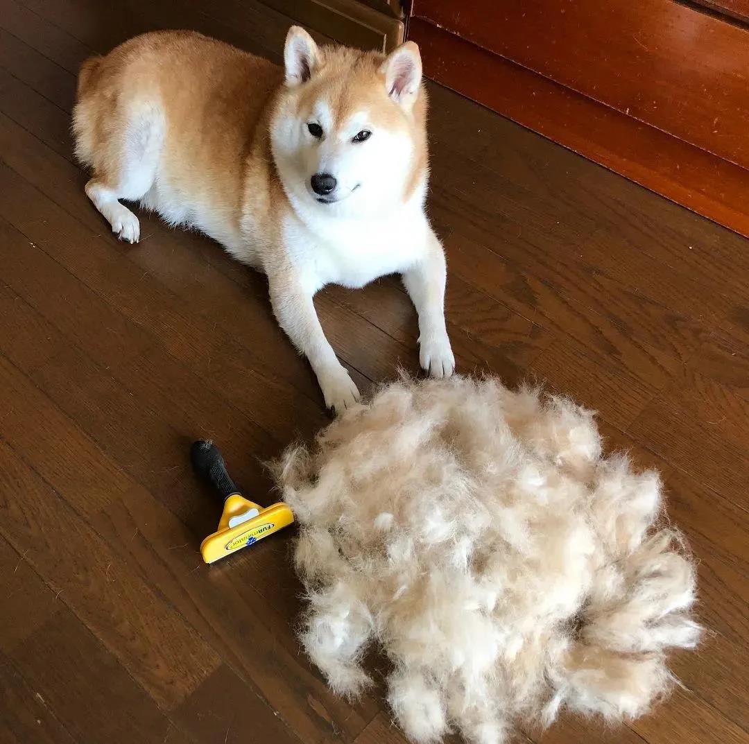 家里疯狂掉毛的狗子竟让铲屎官成了一个书法家!