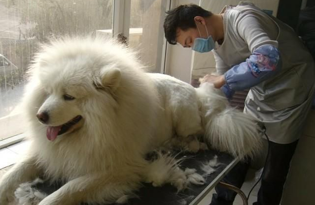 女孩子喜欢养大狗，离不开这几个原因！网友：很真实